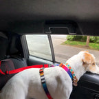 Car Safety Seatbelt for Pets